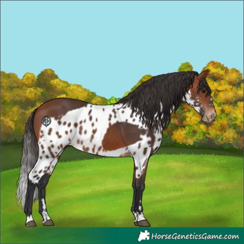 Horse Color:Bay Skewed LP Spotted Rabicano