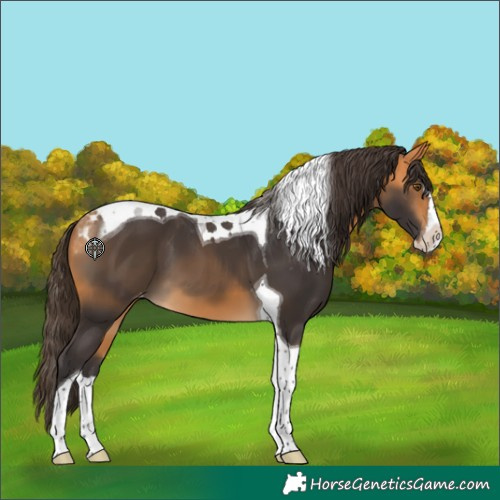 Horse Color:Buckskin Splash Tobiano Skewed LP Spotted 