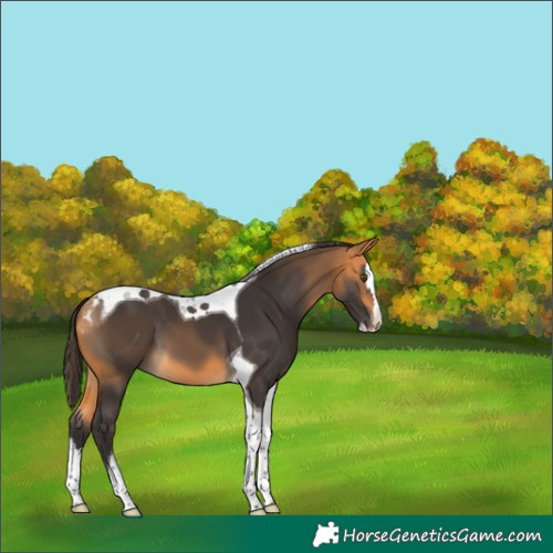 Horse Color:Buckskin Splash Tobiano Skewed Appaloosa 