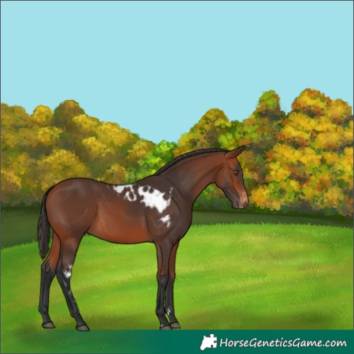 Horse Color:Bay Skewed Appaloosa 