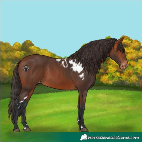 Horse Color:Bay Skewed LP Spotted 