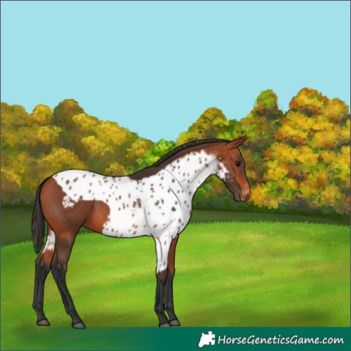 Horse Color:Bay Skewed Appaloosa 