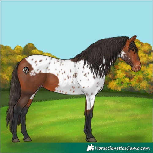 Horse Color:Bay Skewed LP Spotted