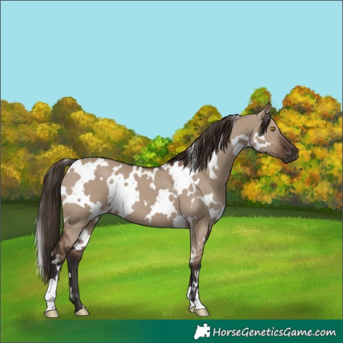 Horse Color:White Spotted Liver Red Dun
