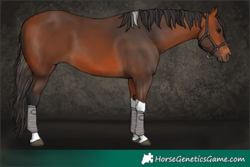 Horse Color:Bay Tobiano