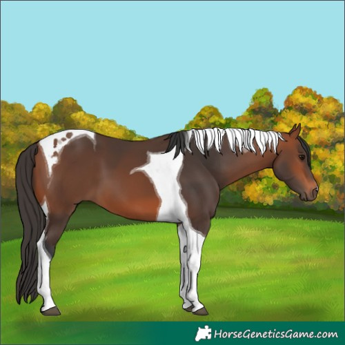 Horse Color:Bay Tobiano 