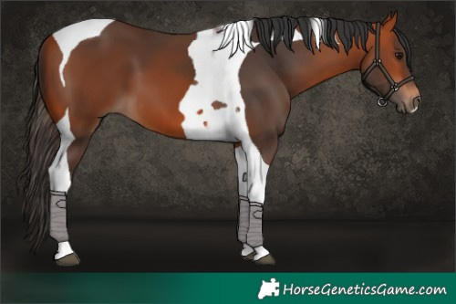 Horse Color:Bay Tobiano 