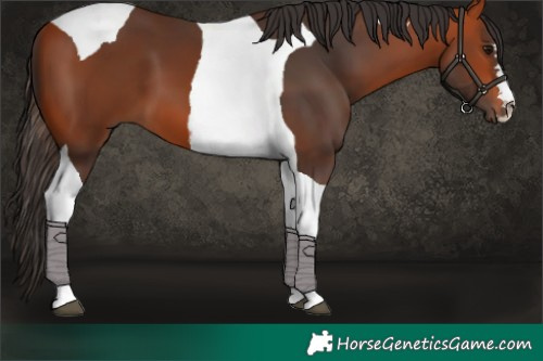 Horse Color:Bay Tobiano 