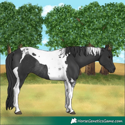 Horse Color:Black Tobiano Rabicano 