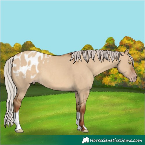 Horse Color:Gray Silver Classic Champagne Dun Appaloosa 