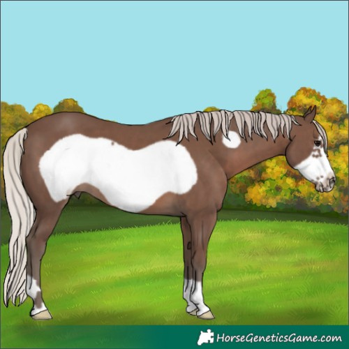 Horse Color:Silver Black Frame