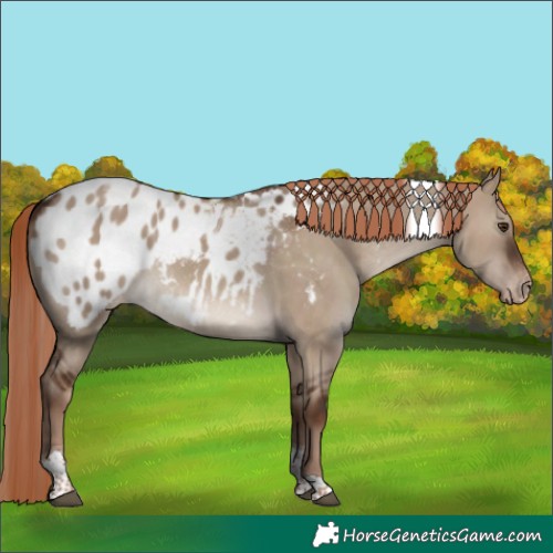 Horse Color:Liver Red Dun Tobiano Blanket 