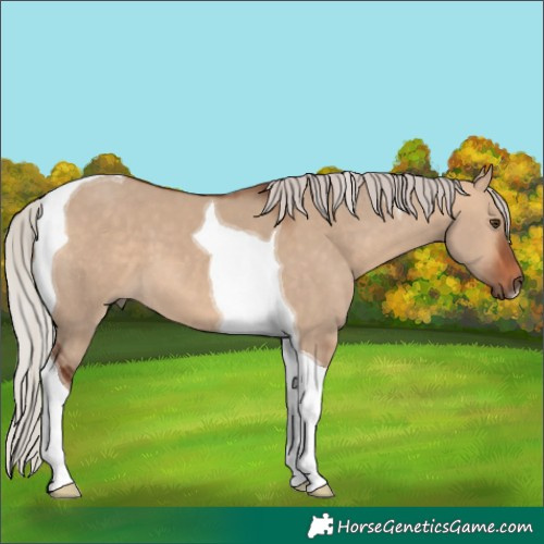 Horse Color:Silver Bay Dun Tobiano