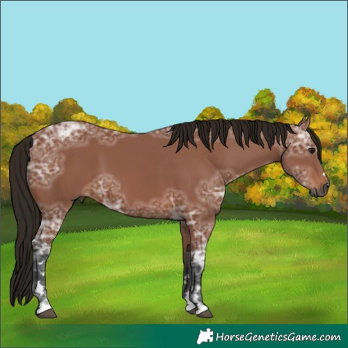 Horse Color:Gray Bay Ice 
