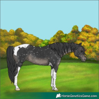 Horse Color:Black Tobiano Snowflake Varnish
