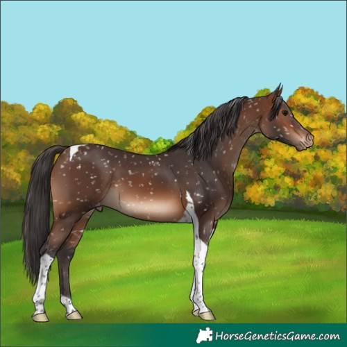 Horse Color:Brown Tobiano Snowflake Varnish