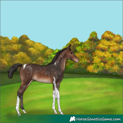 Horse Color:Brown Tobiano Appaloosa 