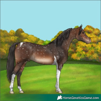 Horse Color:Brown Tobiano Snowflake Varnish