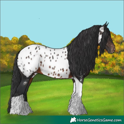 Horse Color:Brown Tobiano Appaloosa 