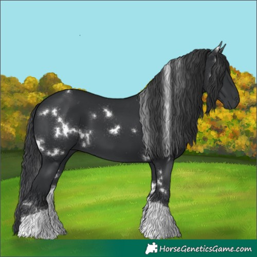 Horse Color:White Spotted Black Tobiano