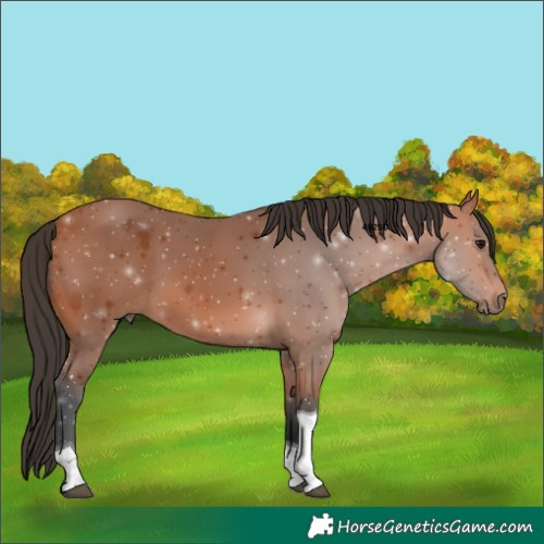 Horse Color:Bay Tobiano