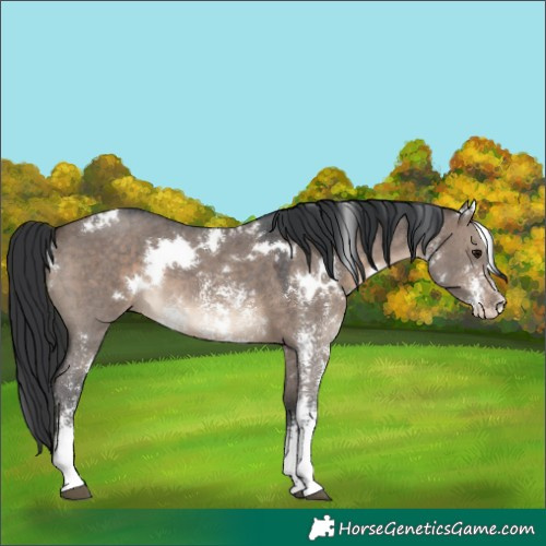 Horse Color:White Spotted Brown Dun Sabino
