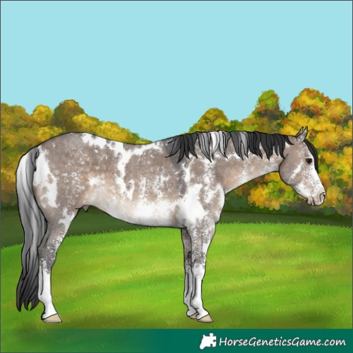 Horse Color:White Spotted Brown Dun Sabino