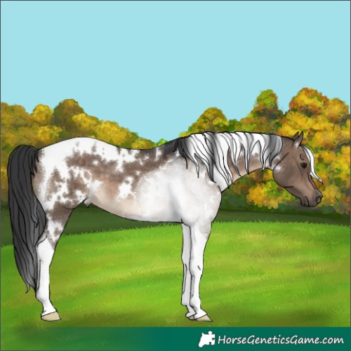 Horse Color:White Spotted Brown Dun Tobiano