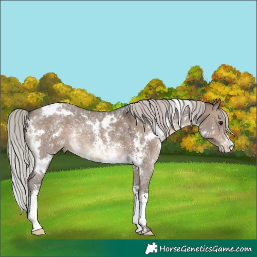 Horse Color:White Spotted Silver Brown Dun Sabino