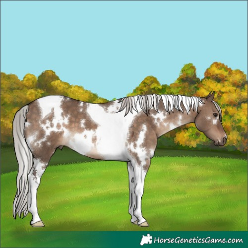 Horse Color:White Spotted Silver Brown Dun Tobiano 