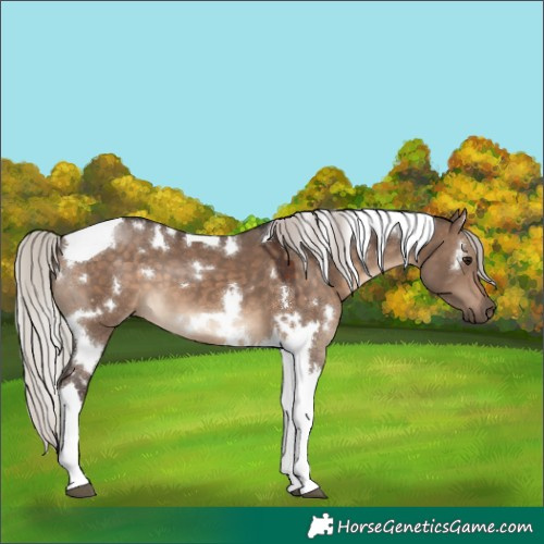 Horse Color:White Spotted Silver Brown Dun Tobiano 