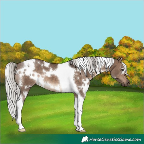 Horse Color:White Spotted Silver Brown Dun Tobiano