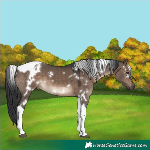 Horse Color:White Spotted Brown Dun Tobiano