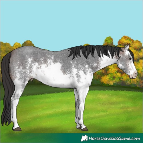 Horse Color:White Spotted Brown Sabino