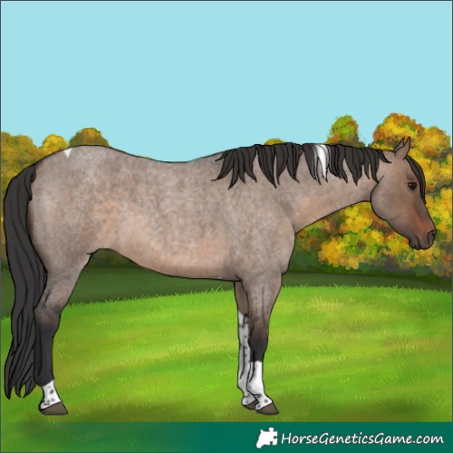 Horse Color:Brown Roan Dun Tobiano