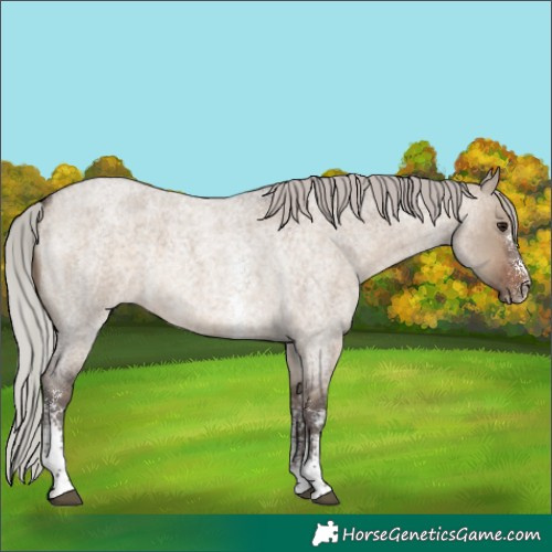 Horse Color:Silver Brown Roan Dun Sabino