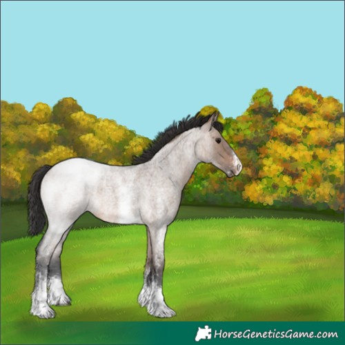 Horse Color:Brown Roan Dun Sabino