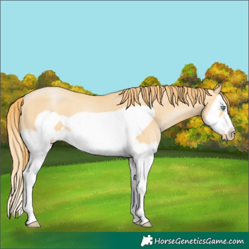 Horse Color:Buckskin Pearl Splash Frame 