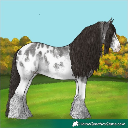 Horse Color:Liver Chestnut Sabino Tobiano Appaloosa
