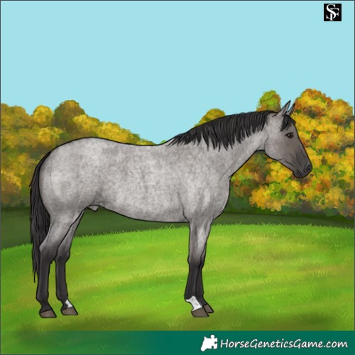 Horse Color:Smoky Grullo Roan