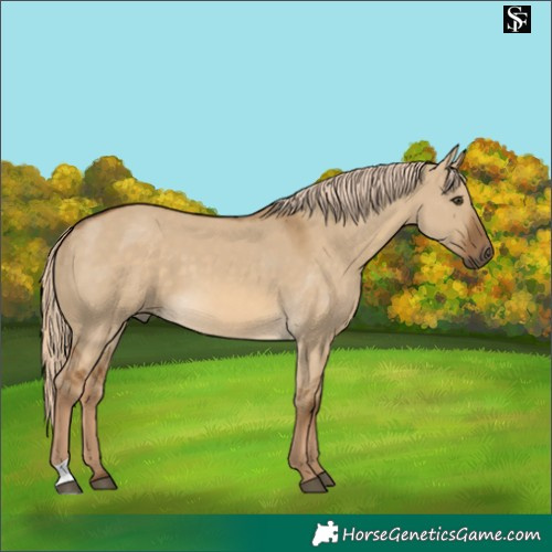 Horse Color:Chocolate Palomino Dun 