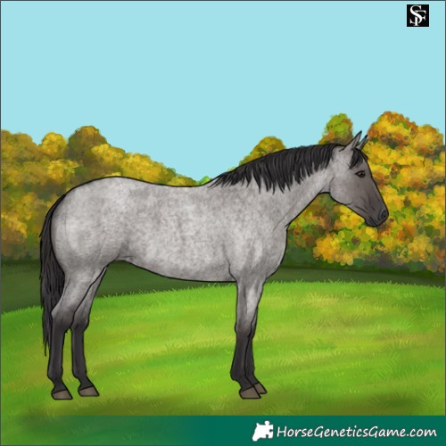 Horse Color:Smoky Grullo Roan