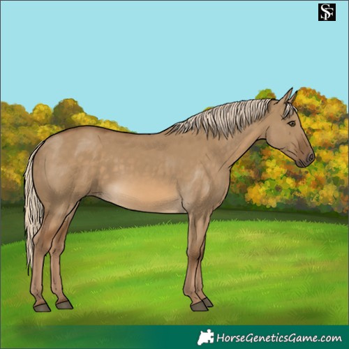 Horse Color:Chocolate Palomino Dun