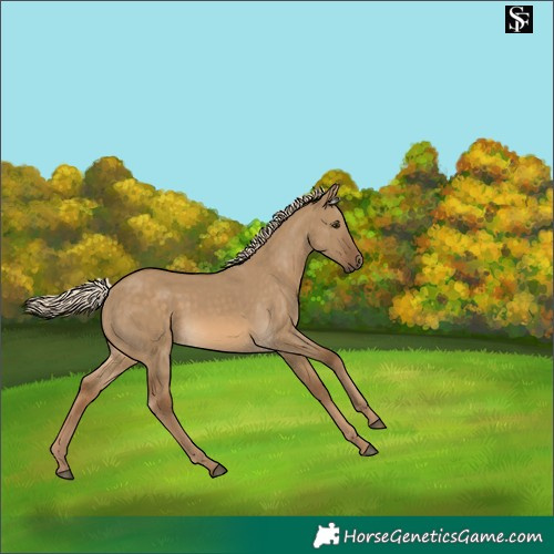 Horse Color:Chocolate Palomino Dun 
