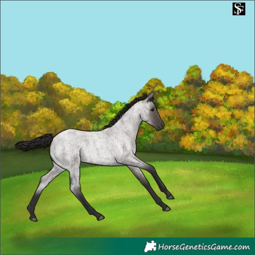 Horse Color:Smoky Grullo Roan