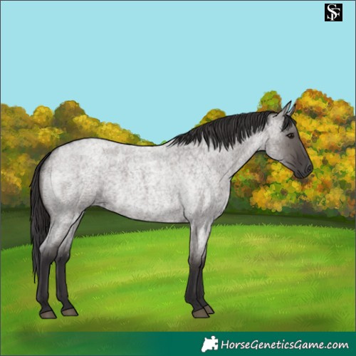 Horse Color:Smoky Grullo Roan 