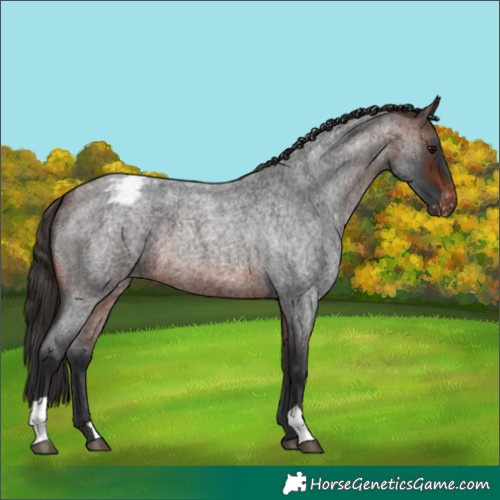 Horse Color:Unknown 