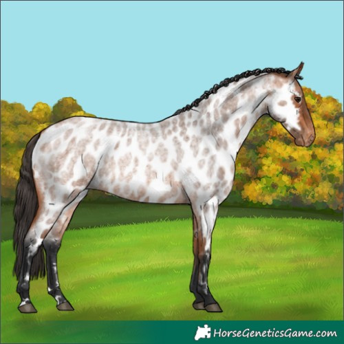 Horse Color:Bay Roan Appaloosa