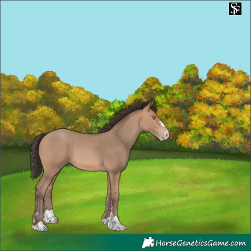 Horse Color:Amber Champagne