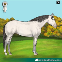 Horse Color:Amber Cream Champagne 